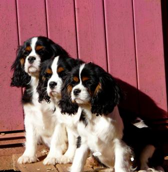 Du domaine des sylves - Trio de tricolores !