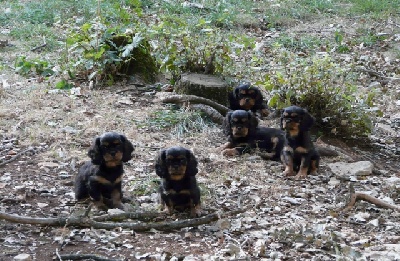 Du domaine des sylves - Photos de Famille Les Bébés de Guess !