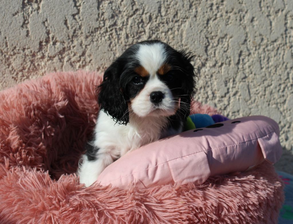 Du domaine des sylves - Cavalier King Charles Spaniel - Portée née le 07/12/2024