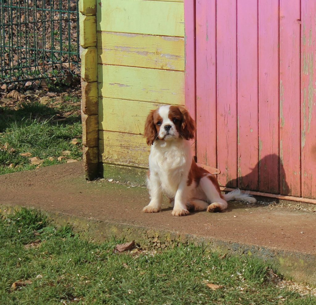 Du domaine des sylves - Cavalier King Charles Spaniel - Portée née le 14/10/2024