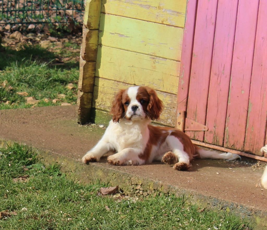 Du domaine des sylves - Chiots disponibles - Cavalier King Charles Spaniel