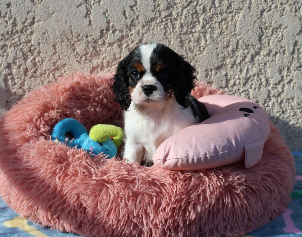 Du domaine des sylves - Chiots disponibles - Cavalier King Charles Spaniel