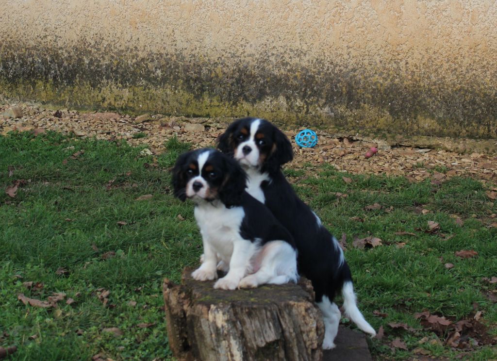 Du domaine des sylves - Chiots disponibles - Cavalier King Charles Spaniel