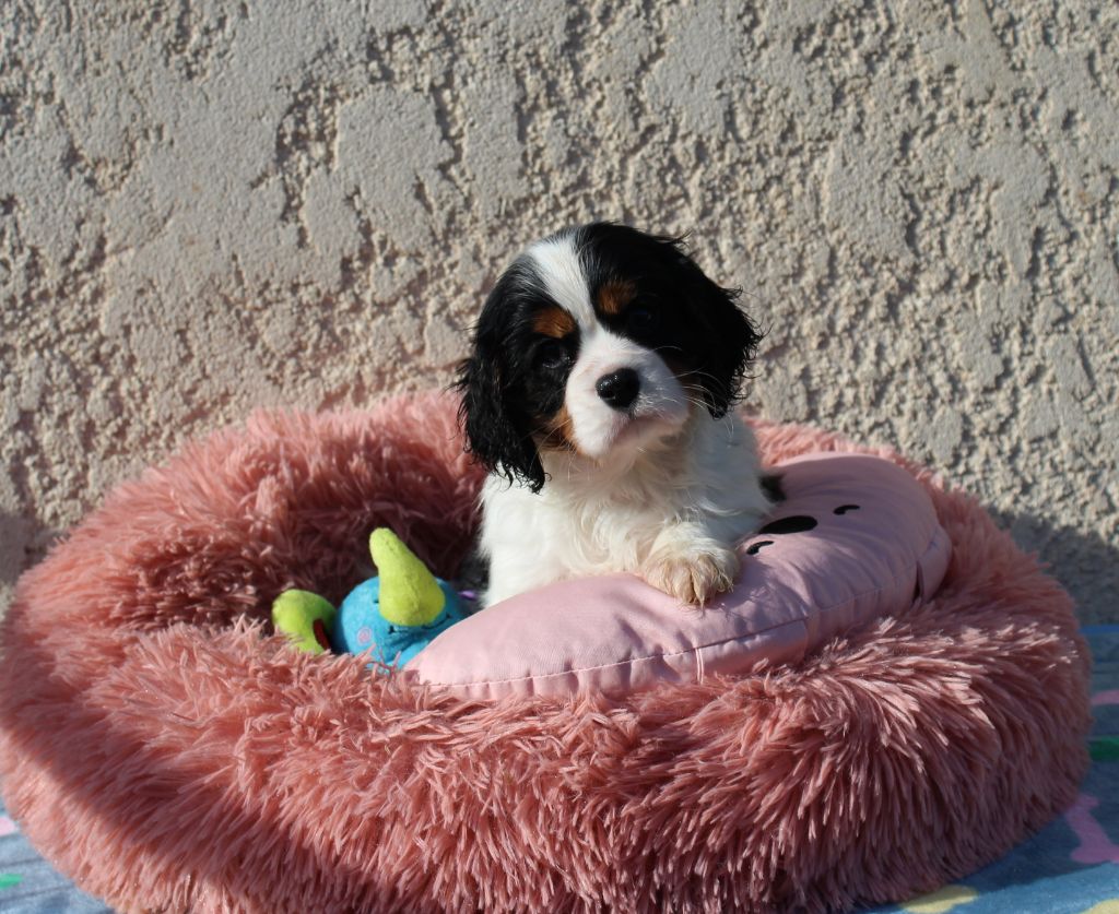 Du domaine des sylves - Chiots disponibles - Cavalier King Charles Spaniel