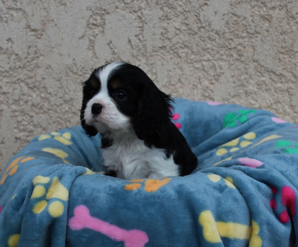 Du domaine des sylves - Cavalier King Charles Spaniel - Portée née le 02/10/2024