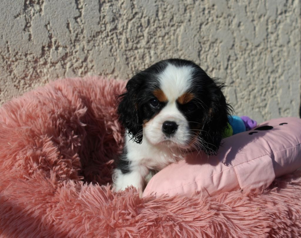 Du domaine des sylves - Chiots disponibles - Cavalier King Charles Spaniel