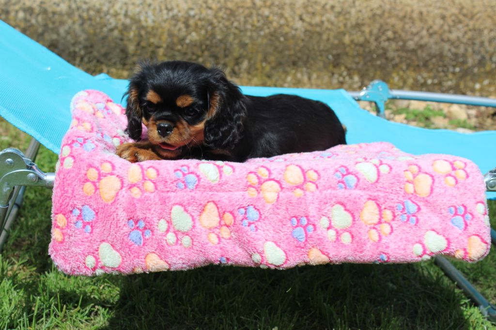 Du domaine des sylves - Chiots disponibles - Cavalier King Charles Spaniel