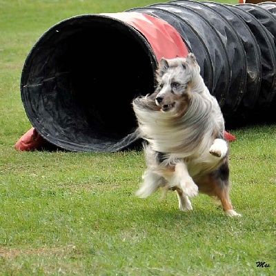 des Bordes Rouges - Agility-Capcir