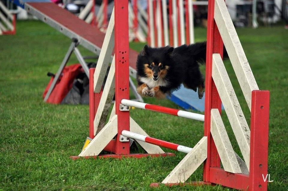 des Bordes Rouges - Agility-Sandrine et Gaia