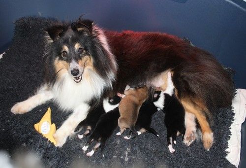 Chiot Shetland Sheepdog des Bordes Rouges