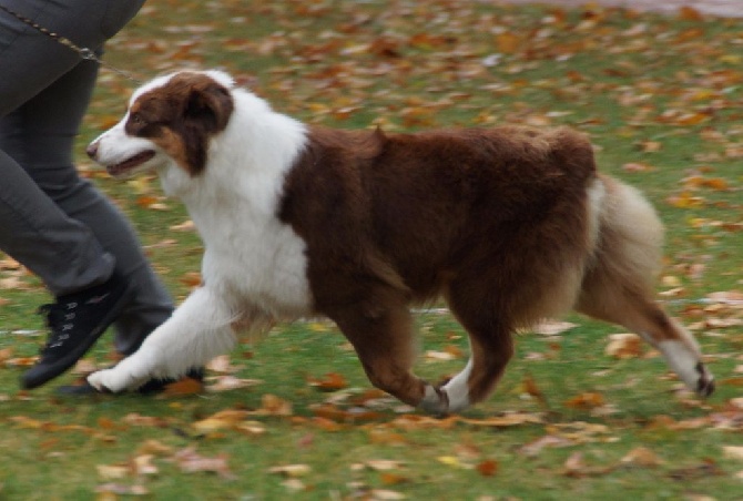 des minis toon's - CACIB Brives 