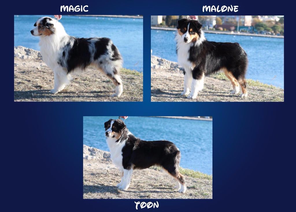 des minis toon's - CACIB Martigues