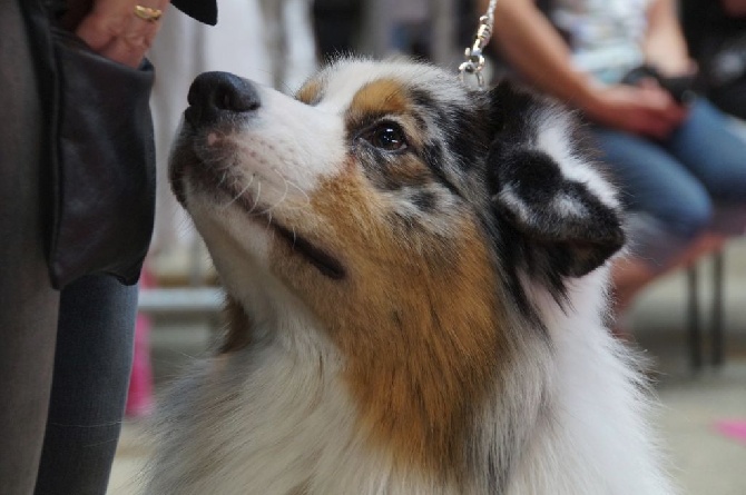 des minis toon's - CACIB Mâcon