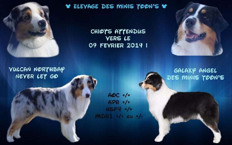 des minis toon's - Berger Australien - Portée née le 09/02/2014