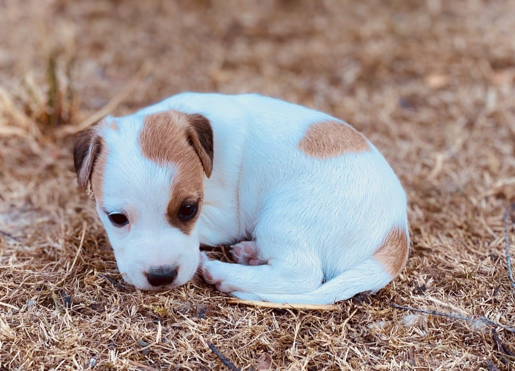 De L'Espoir Des Anges - Chiots disponibles - Jack Russell Terrier