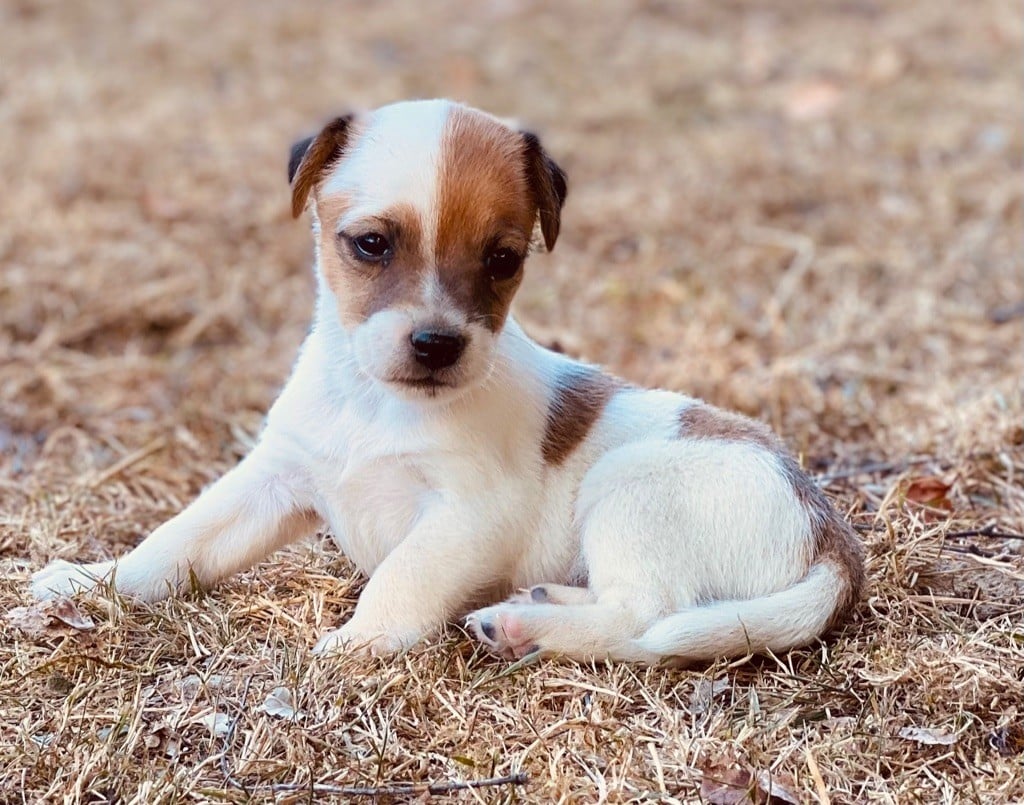 De L'Espoir Des Anges - Chiots disponibles - Jack Russell Terrier