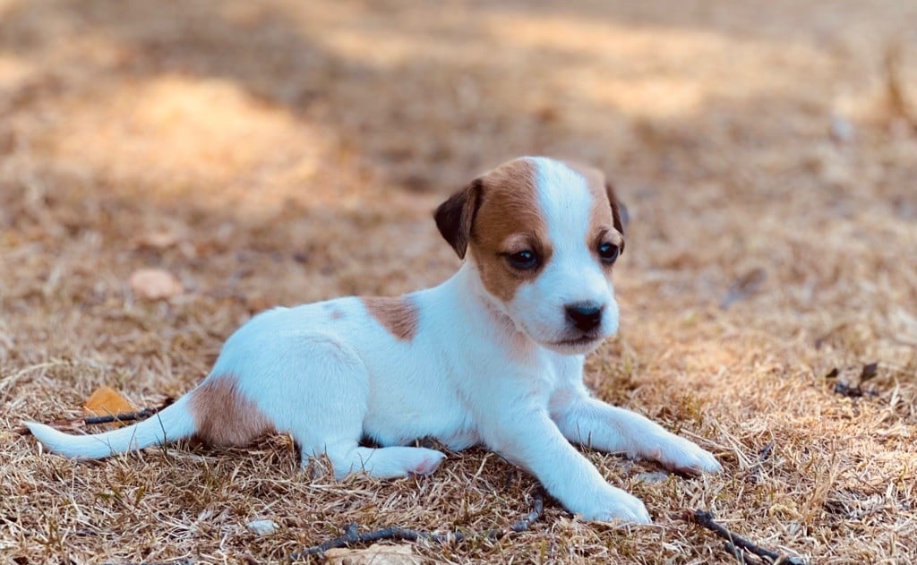 De L'Espoir Des Anges - Chiots disponibles - Jack Russell Terrier