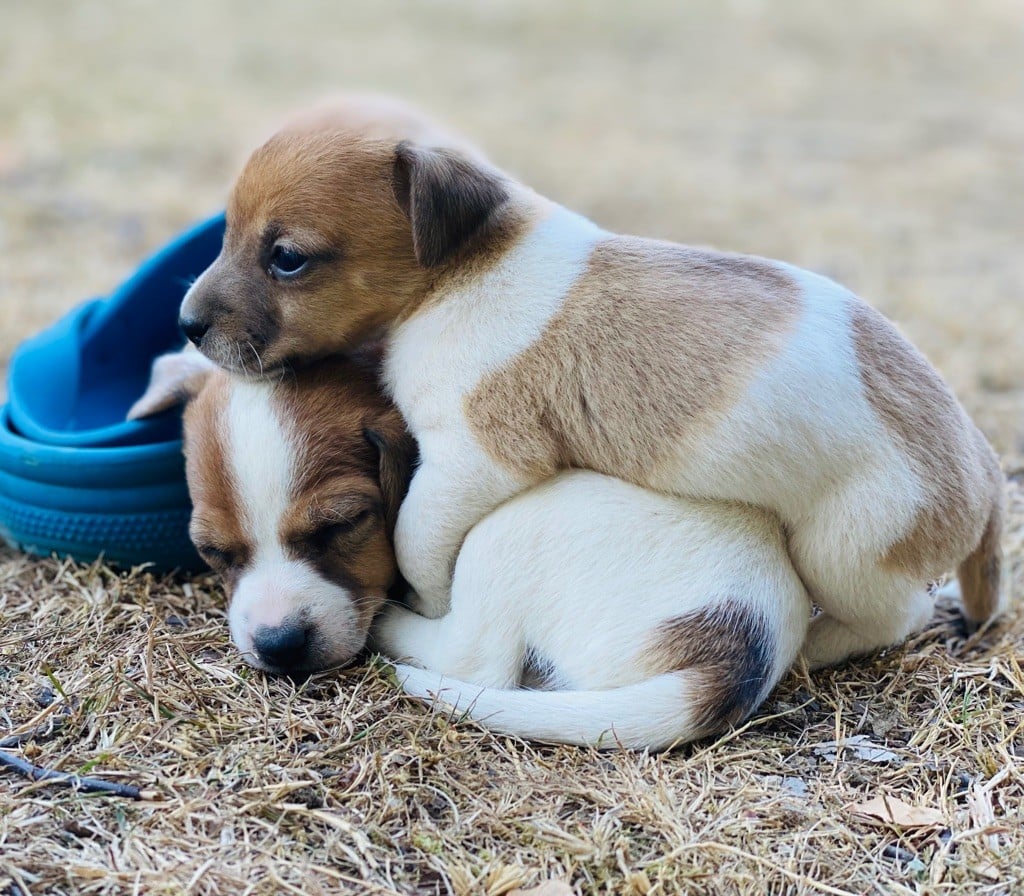 De L'Espoir Des Anges - Chiots disponibles - Jack Russell Terrier