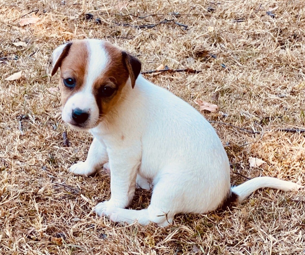 De L'Espoir Des Anges - Chiots disponibles - Jack Russell Terrier