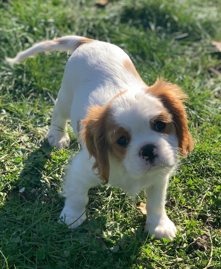 du domaine de klezia - Chiots disponibles - Cavalier King Charles Spaniel