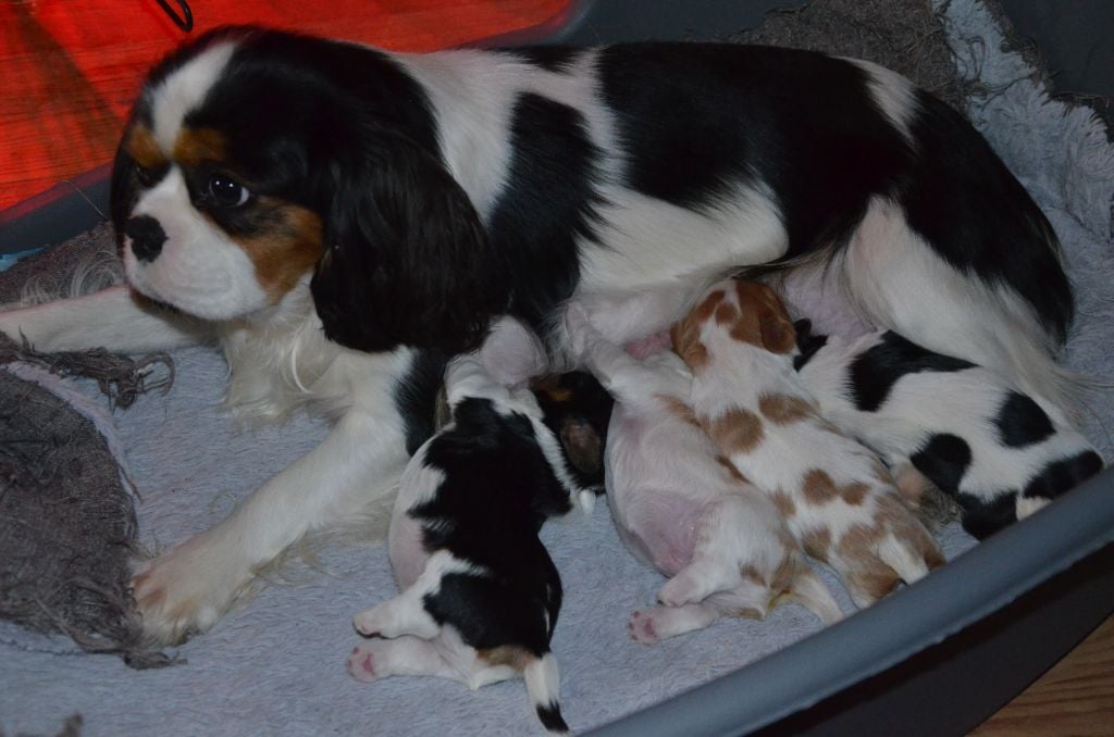 du domaine de klezia - Cavalier King Charles Spaniel - Portée née le 03/12/2022