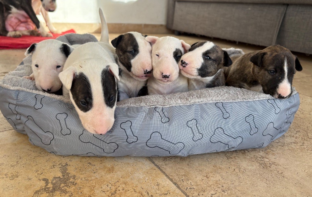 Des Minis De Ryosie - Bull Terrier - Portée née le 11/12/2024