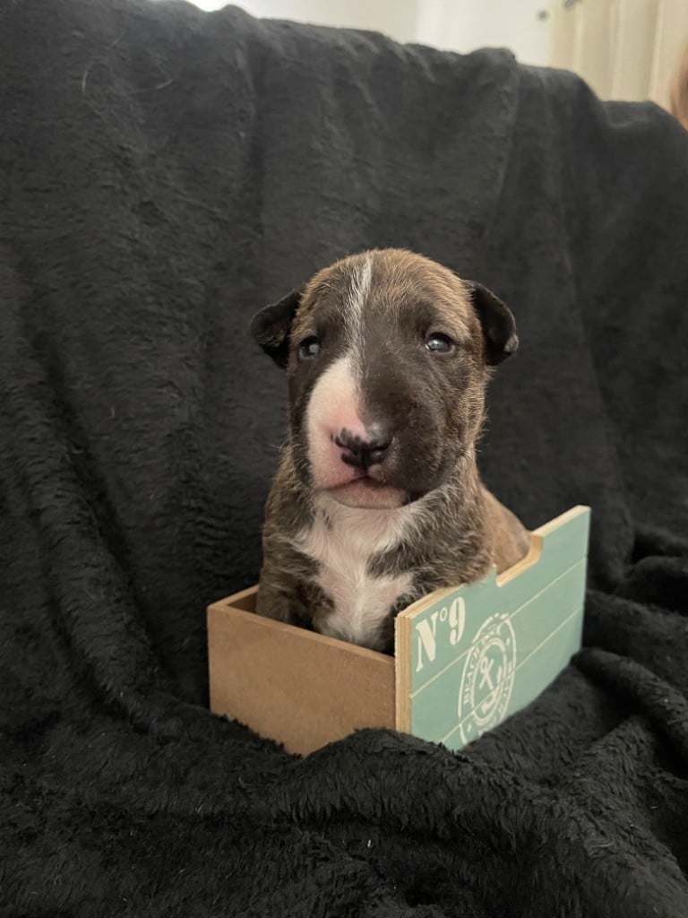 Des Minis De Ryosie - Bull Terrier Miniature - Portée née le 01/01/2023