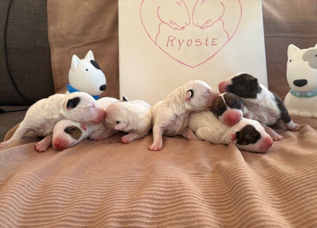 Des Minis De Ryosie - Bull Terrier - Portée née le 02/02/2025