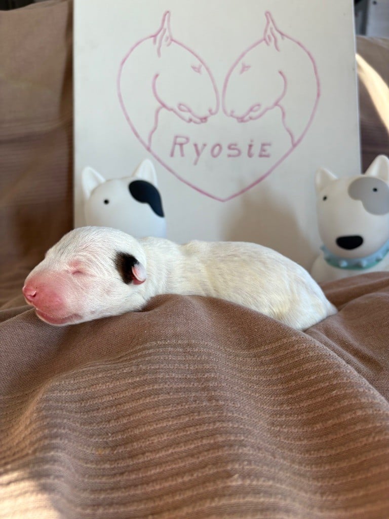 Des Minis De Ryosie - Chiots disponibles - Bull Terrier