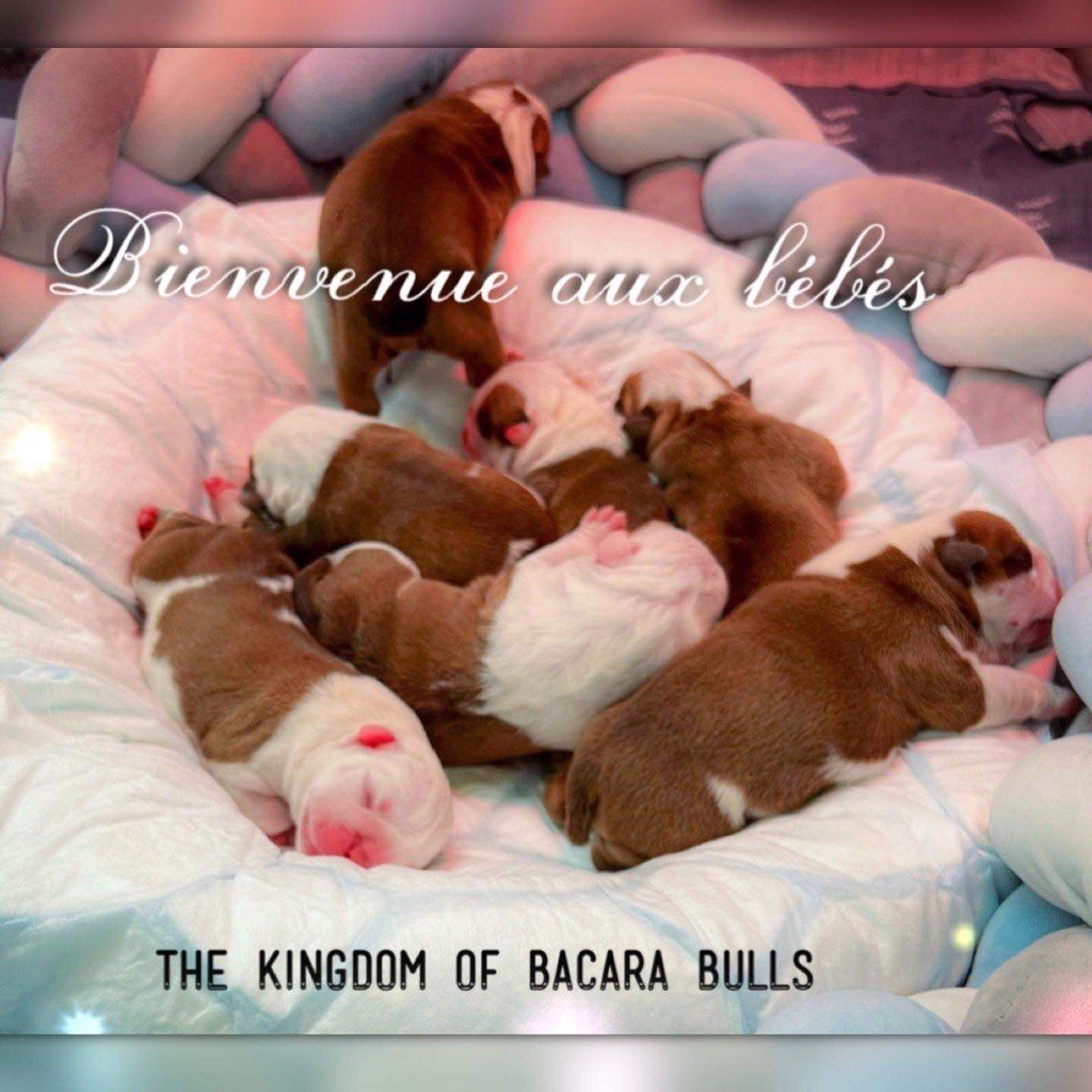 Chiot Bulldog Anglais The Kingdom Of Bacara Bull’s