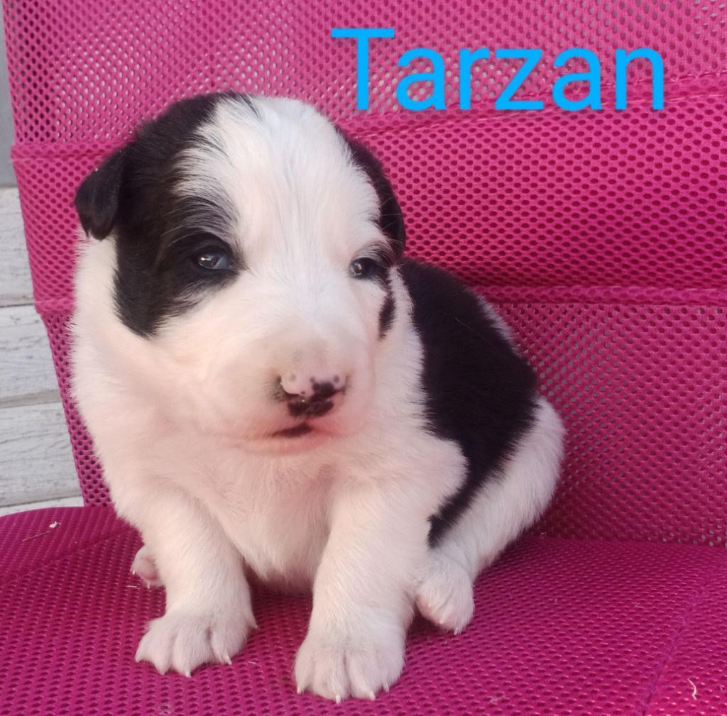 Border Du Pâturage De Titus - Chiots disponibles - Border Collie