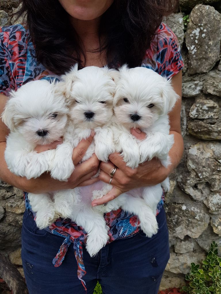 Chiot Bichon maltais Magic White Illusion