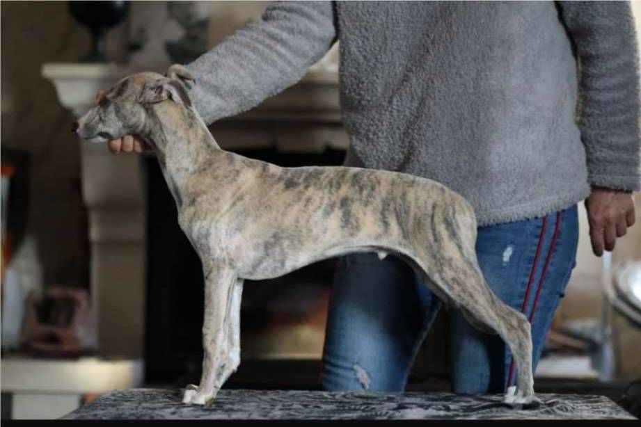 of Continuity of Cyyl - Chiots disponibles - Whippet