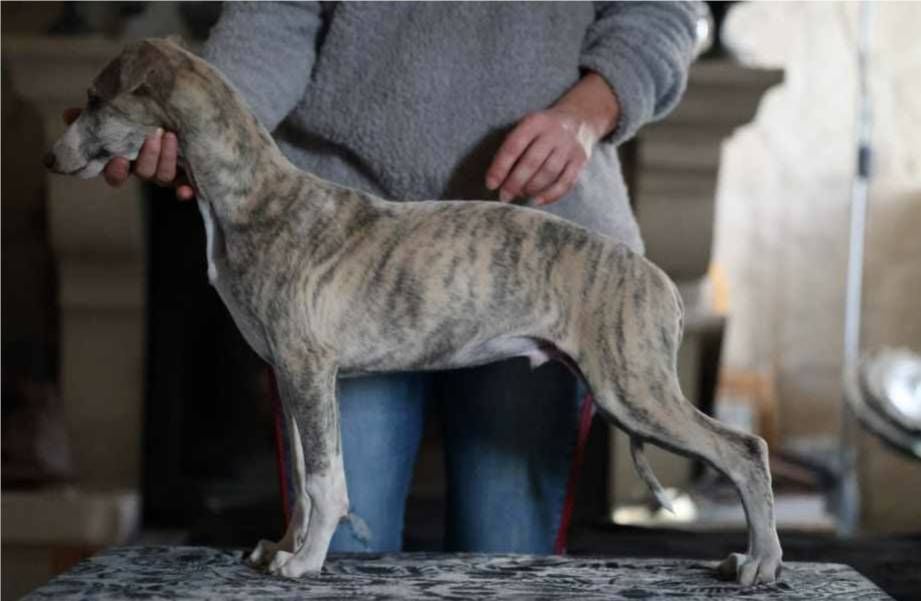 of Continuity of Cyyl - Chiots disponibles - Whippet