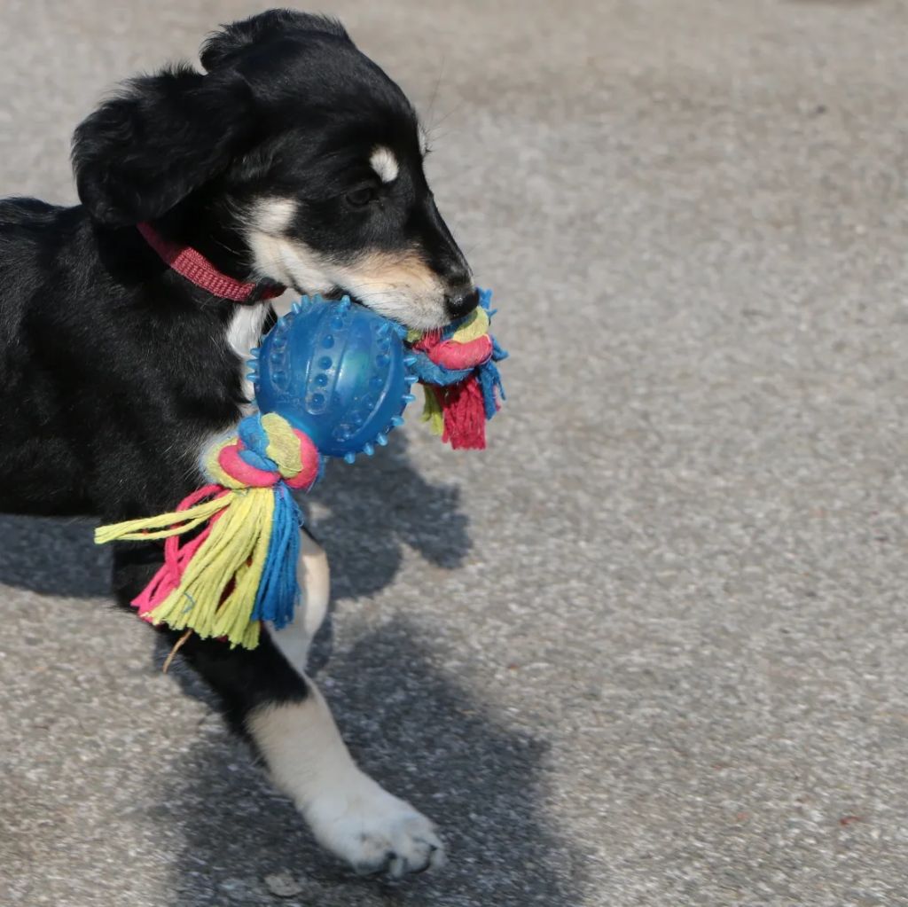 of Continuity of Cyyl - Chiots disponibles - Saluki