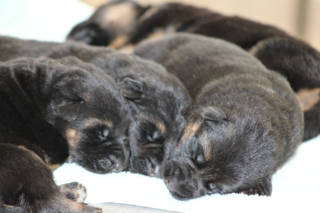 Chiot Berger Allemand de la Légende d'Asgot 