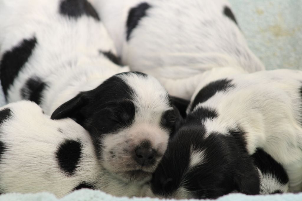 Chiot Cocker Spaniel Anglais de la Légende d'Asgot 