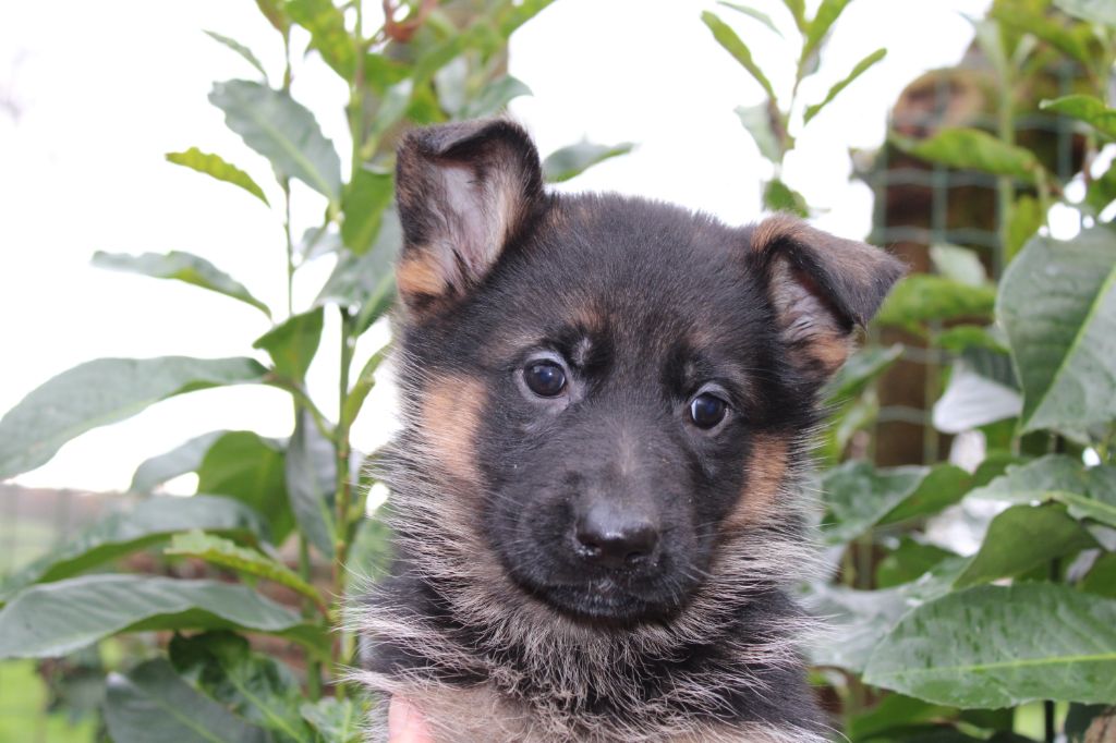 de la Légende d'Asgot  - Chiots disponibles - Berger Allemand