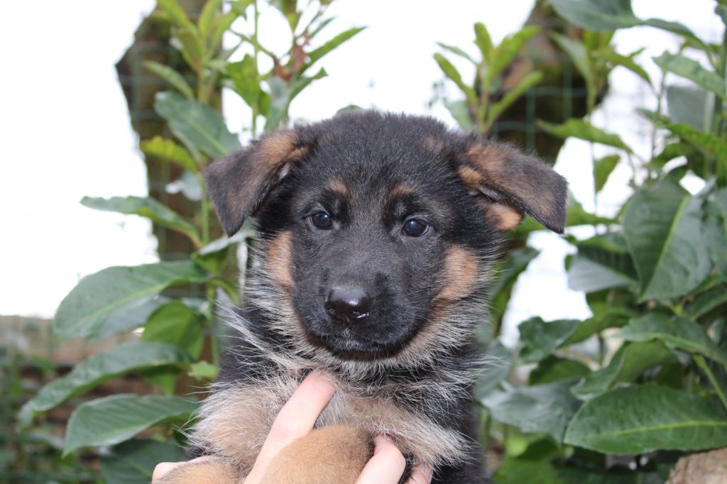 de la Légende d'Asgot  - Chiots disponibles - Berger Allemand