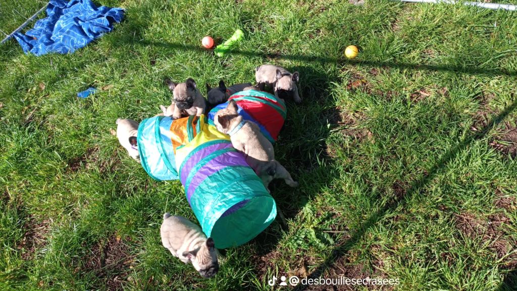 Chiot Bouledogue français Des Bouilles Ecrasées