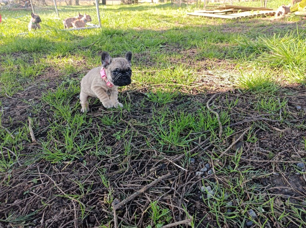 Des Bouilles Ecrasées - Chiots disponibles - Bouledogue français