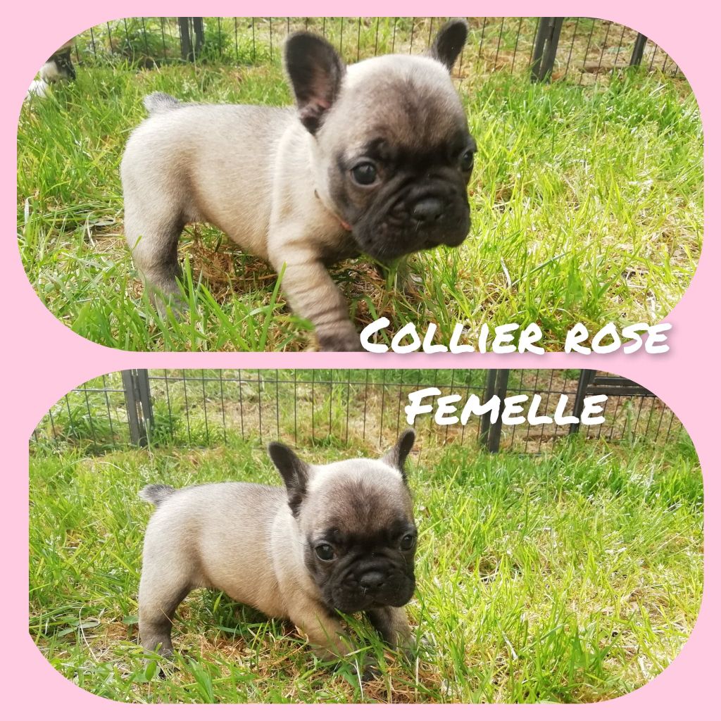 Des Bouilles Ecrasées - Bouledogue français - Portée née le 13/04/2022