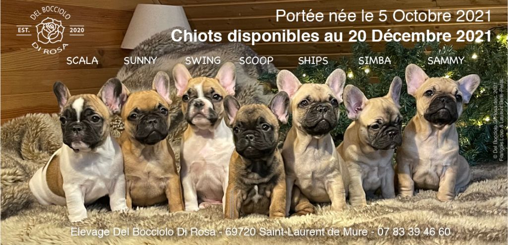 Chiots disponibles au 20 Décembre 2021