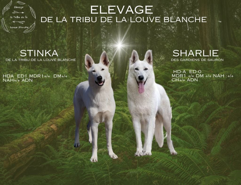 De La Tribu De La Louve Blanche - Berger Blanc Suisse - Portée née le 07/12/2024