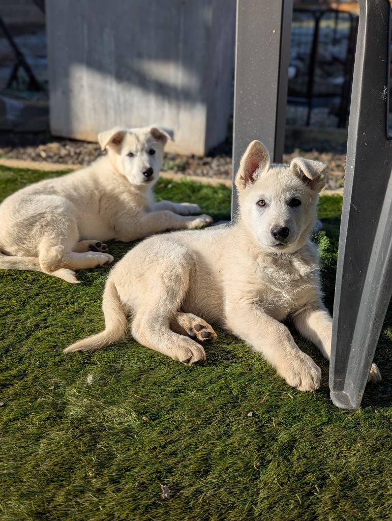 De La Tribu De La Louve Blanche - Chiots disponibles - Berger Blanc Suisse