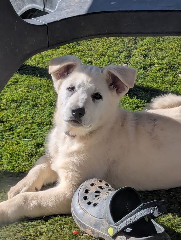 De La Tribu De La Louve Blanche - Chiots disponibles - Berger Blanc Suisse