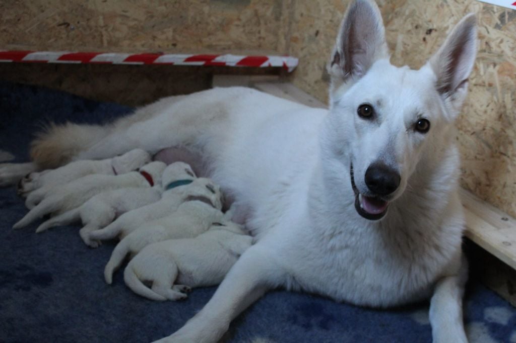 Chiot Berger Blanc Suisse De La Tribu De La Louve Blanche