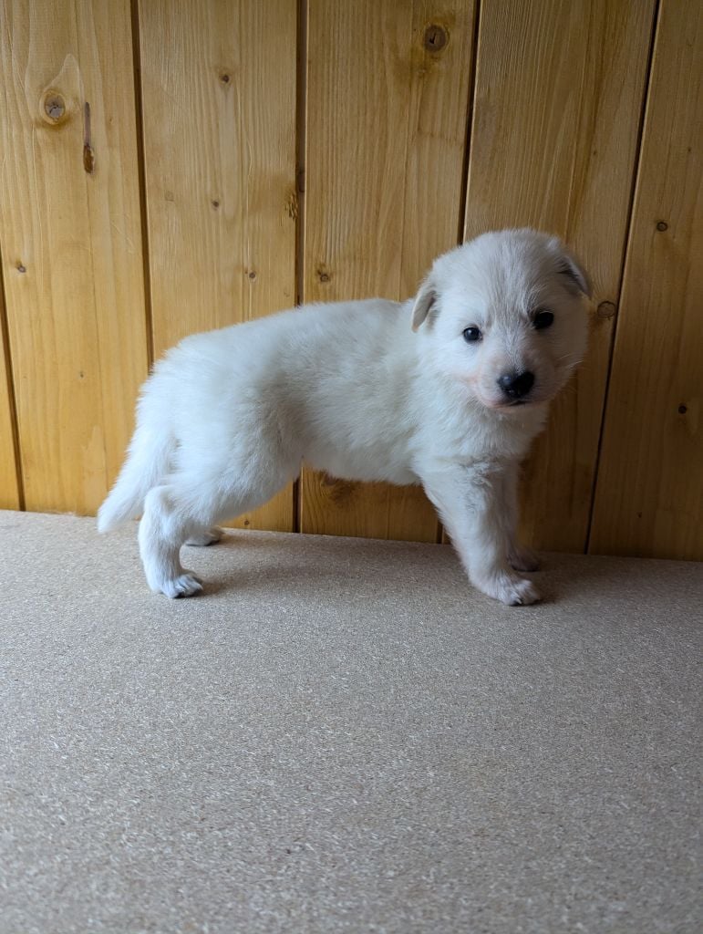 De La Tribu De La Louve Blanche - Chiots disponibles - Berger Blanc Suisse