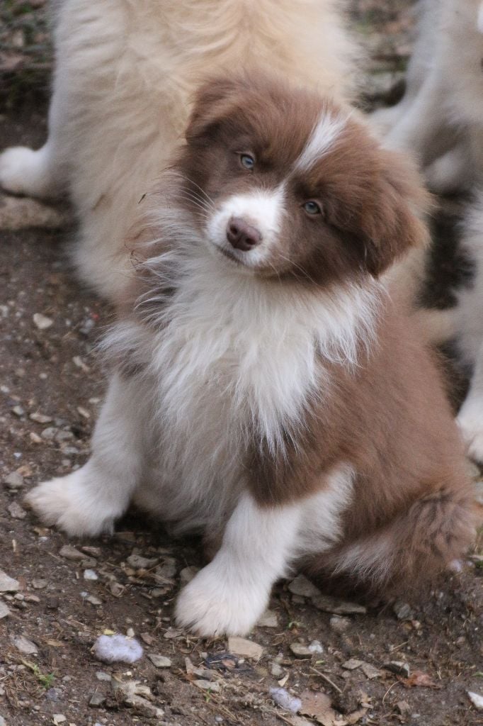 Herds Of Scotland - Chiots disponibles - Border Collie