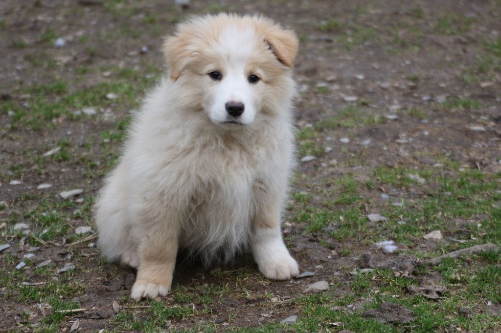 Herds Of Scotland - Chiots disponibles - Border Collie